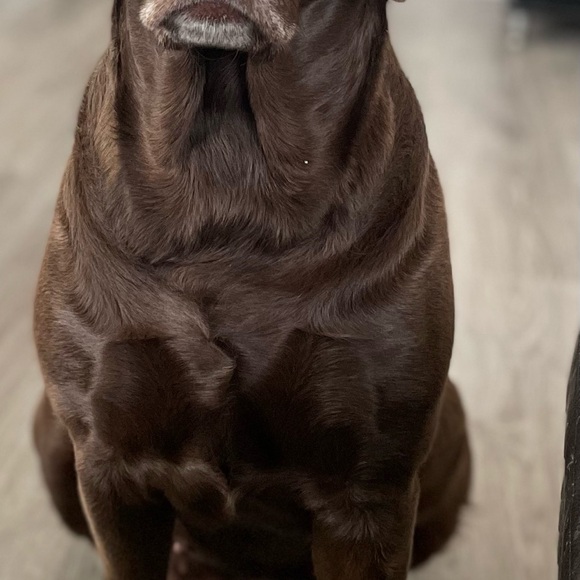 Meet your Posher, Laureen - Picture 8 of 9